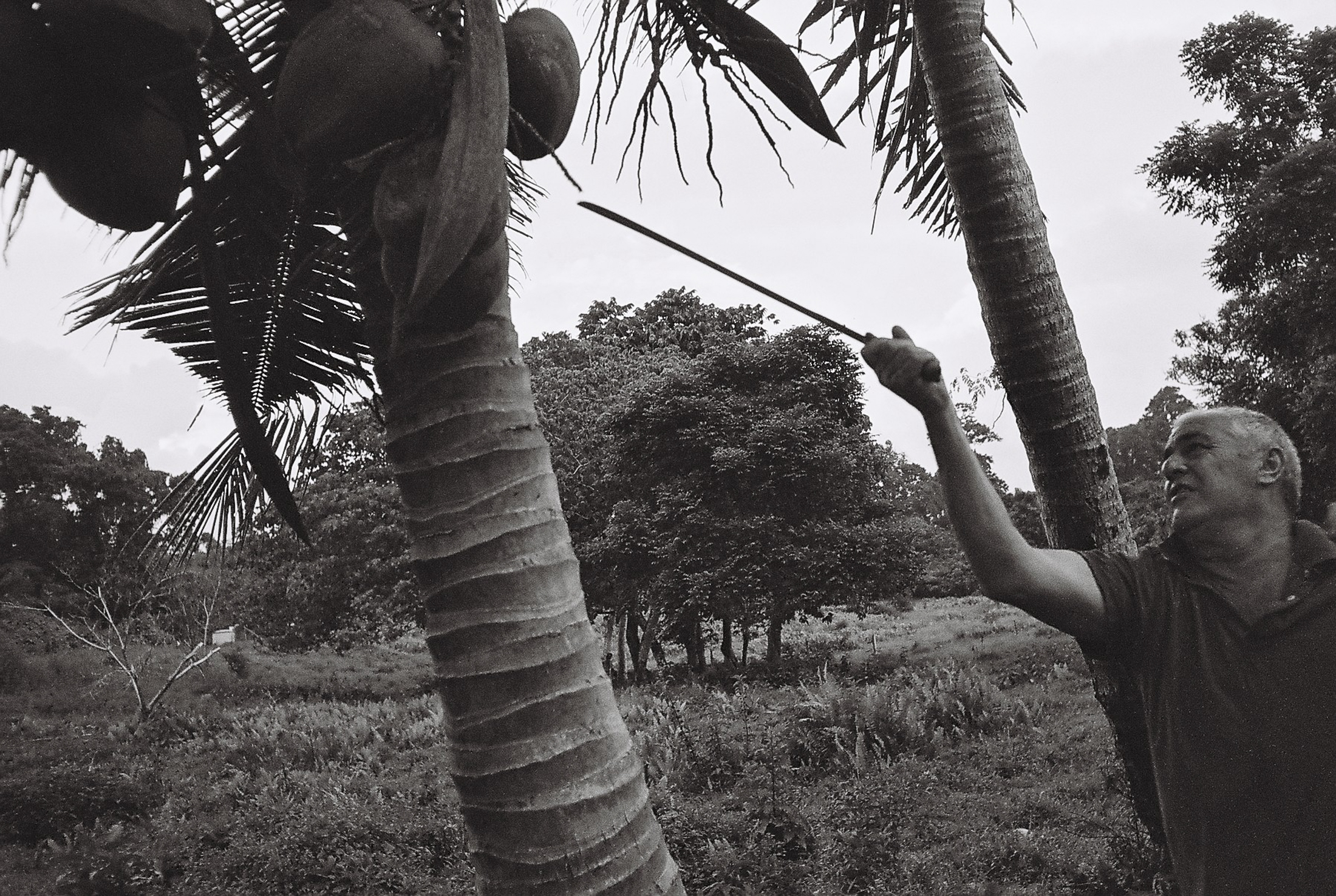 Kelvin Cutting Coconuts in Samoa, 2025