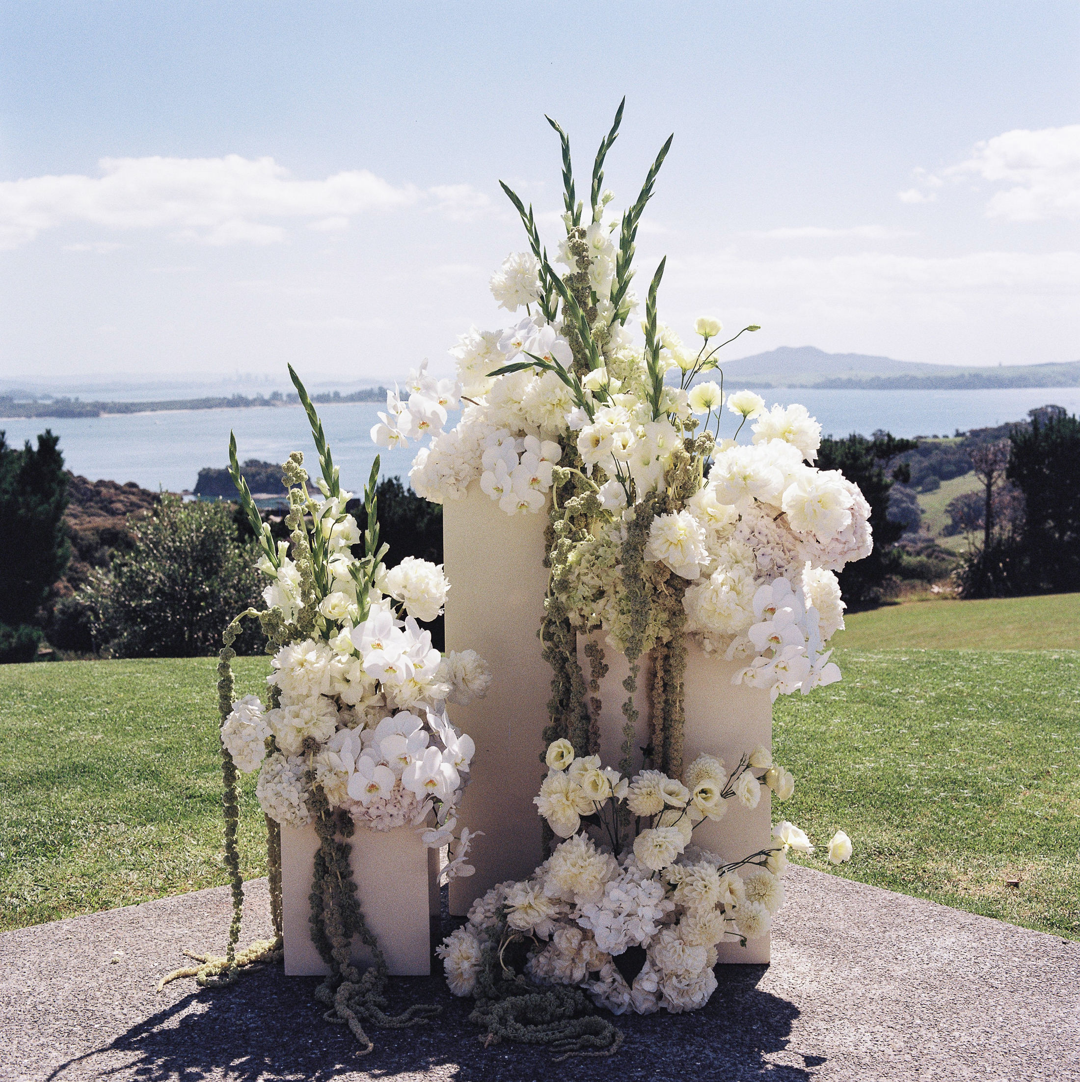 Flowers on Waiheke, 2025